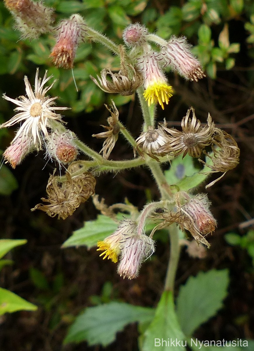 Blumea hieraciifolia var. flexuosa (C.B.Clarke) Randeria